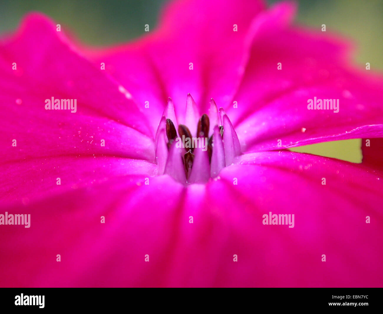 Rose Campion, Krone rosa, rosa Königskerze, Dusty Miller (Lychnis Coronaria, Silene Coronaria), corona Stockfoto