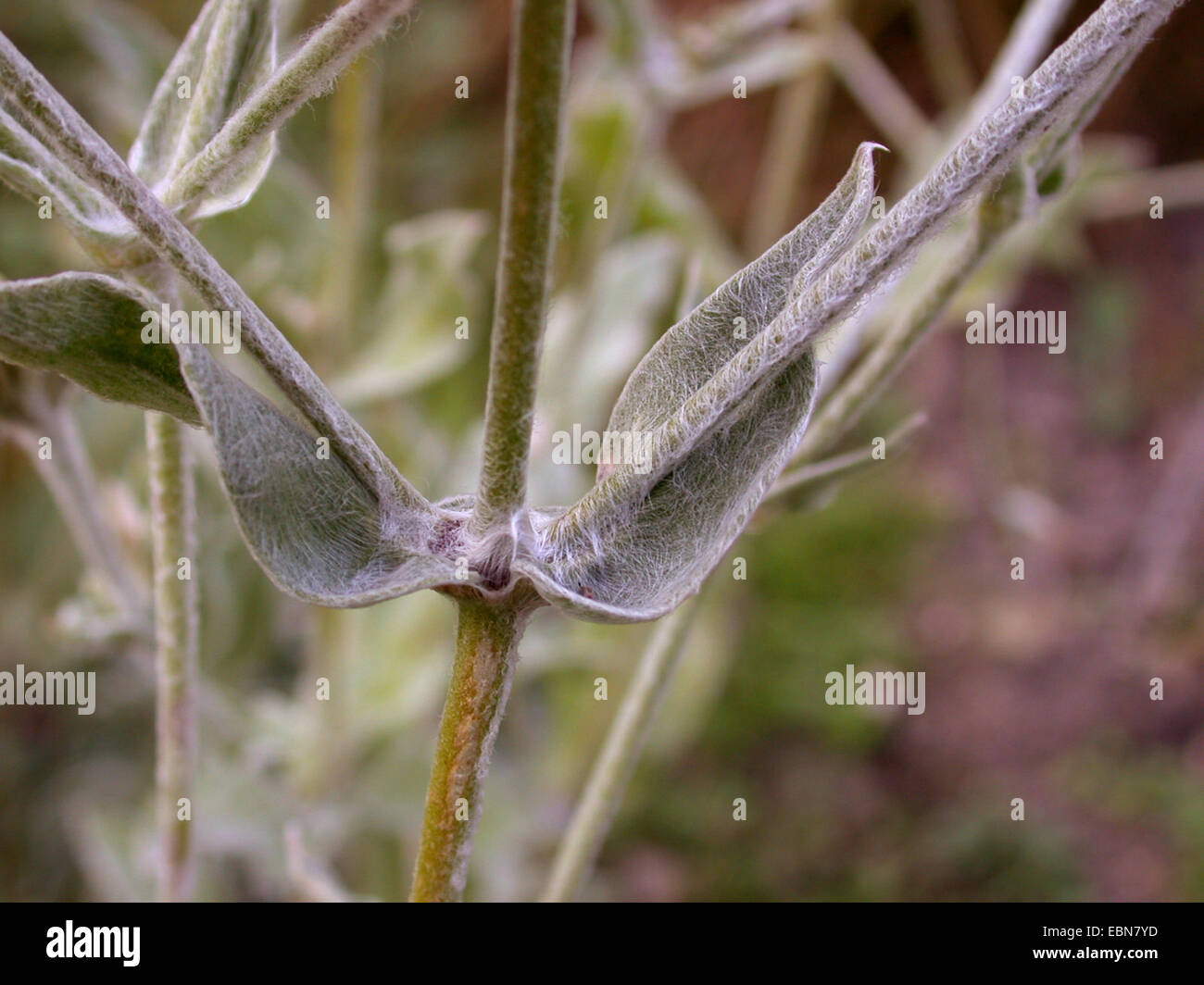 Rose Campion, Rosa Krone, Königskerze rosa, Dusty Miller (Lychnis Coronaria, Silene Coronaria), Blätter Stockfoto