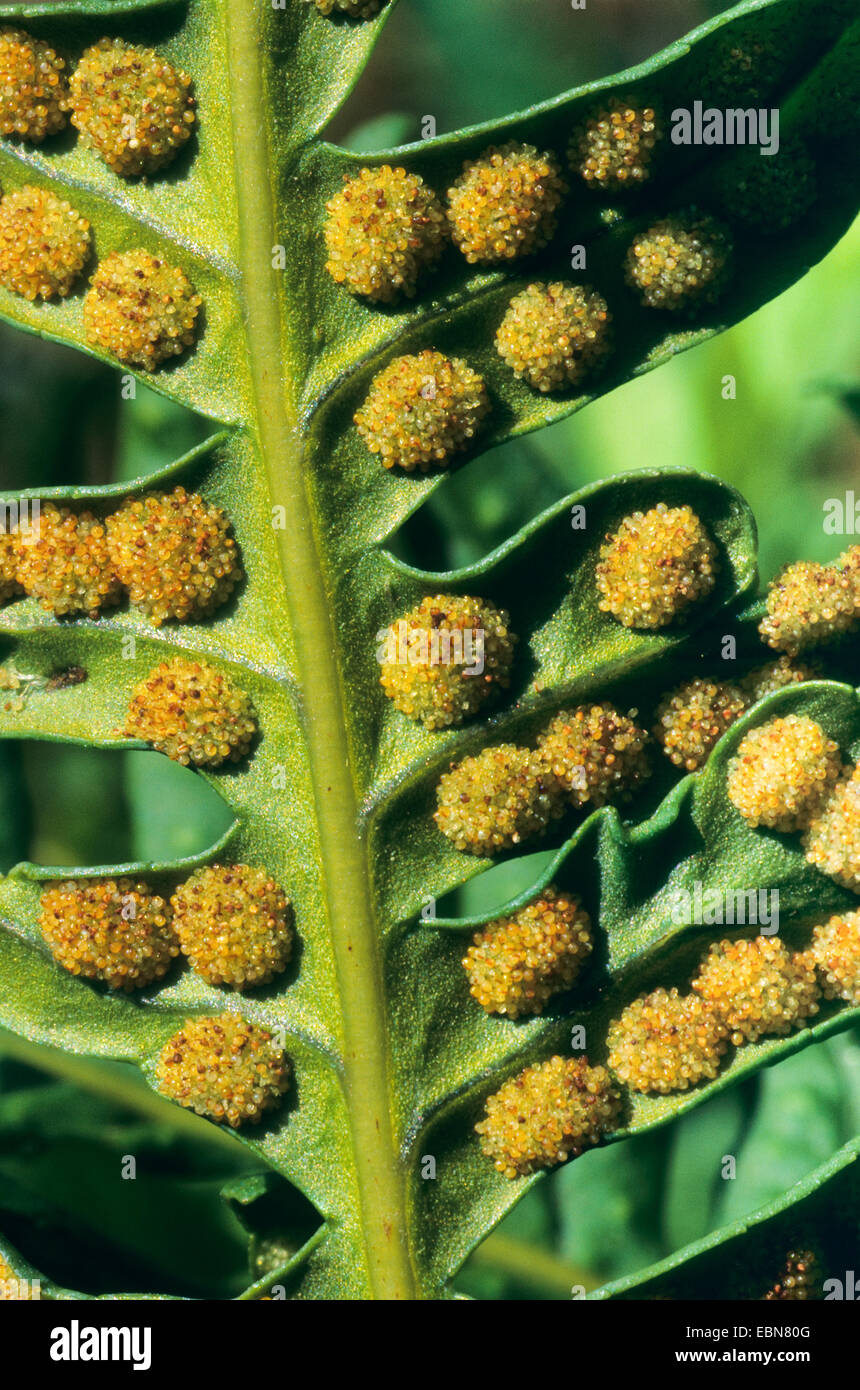 gemeinsamen Maisöl (Polypodium Vulgare), Sori auf der Unterseite eines Blattes, Deutschland Stockfoto