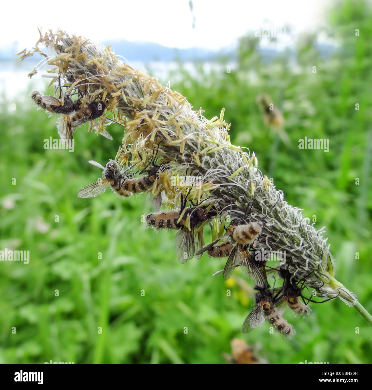 Tote Fliegen auf Rasen Ohr, Flydeath von Pilz, Tromsø, Norwegen, Troms Stockfoto