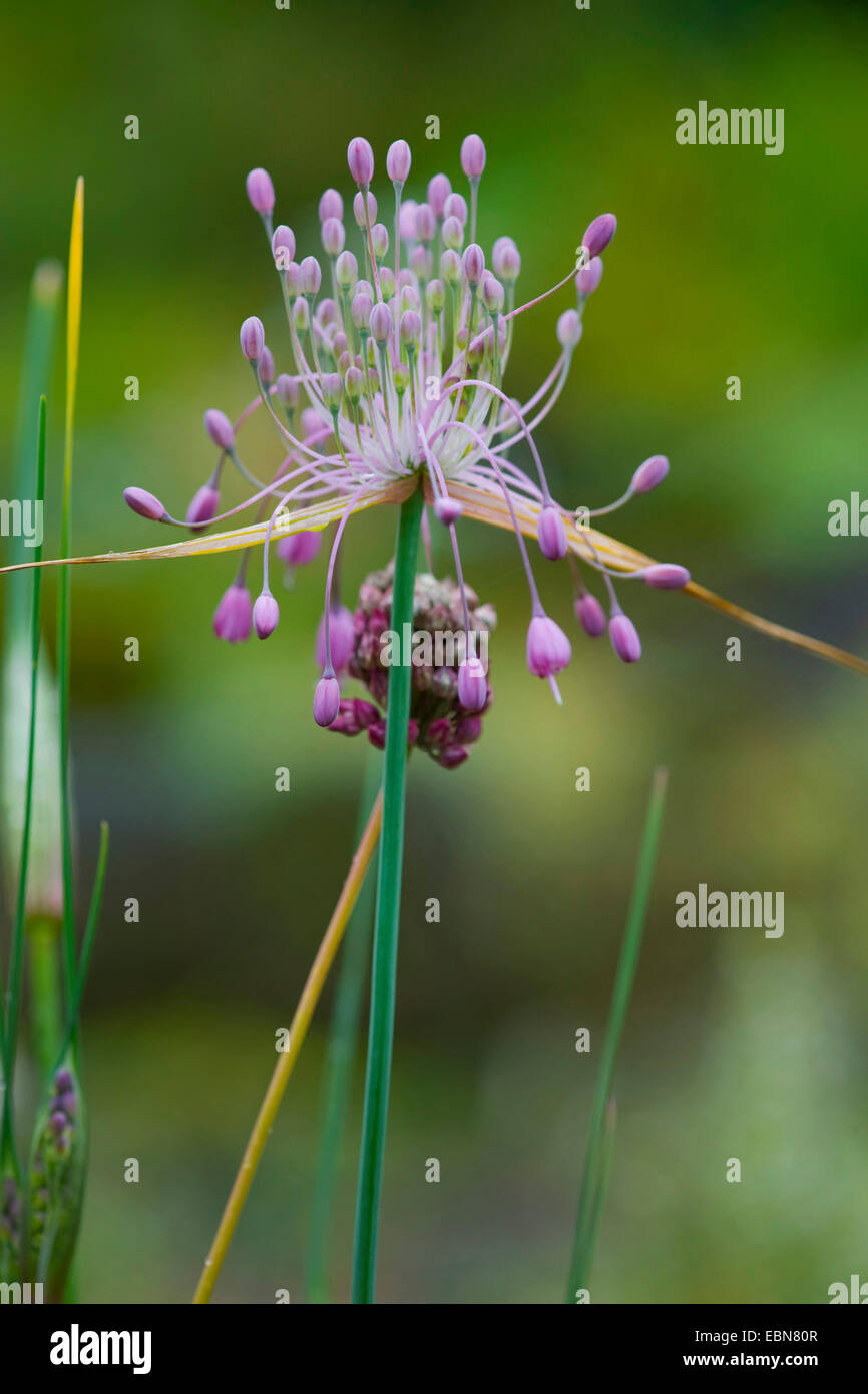 Gekielte Knoblauch (Allium Carinatum SSP. Pulchellum, Allium Pulchellum), Blütenstand, Deutschland Stockfoto