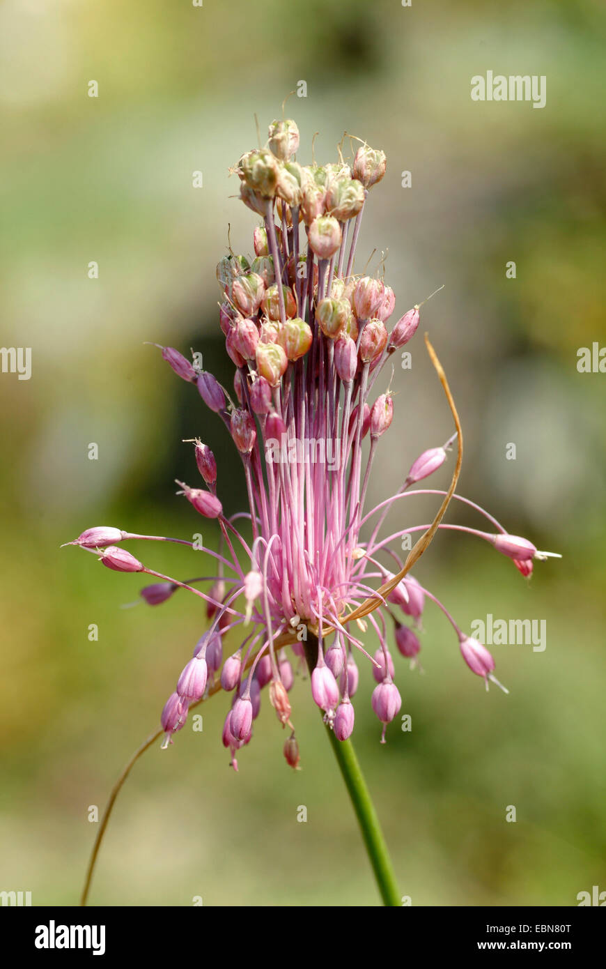 Gekielte Knoblauch (Allium Carinatum SSP. Pulchellum, Allium Pulchellum), Blütenstand, Deutschland Stockfoto