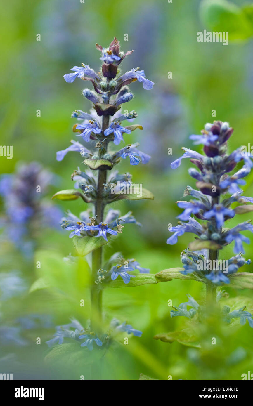 Gemeinsamen Signalhorn, Creeping Bugleweed (Ajuga Reptans), blühen, Deutschland Stockfoto