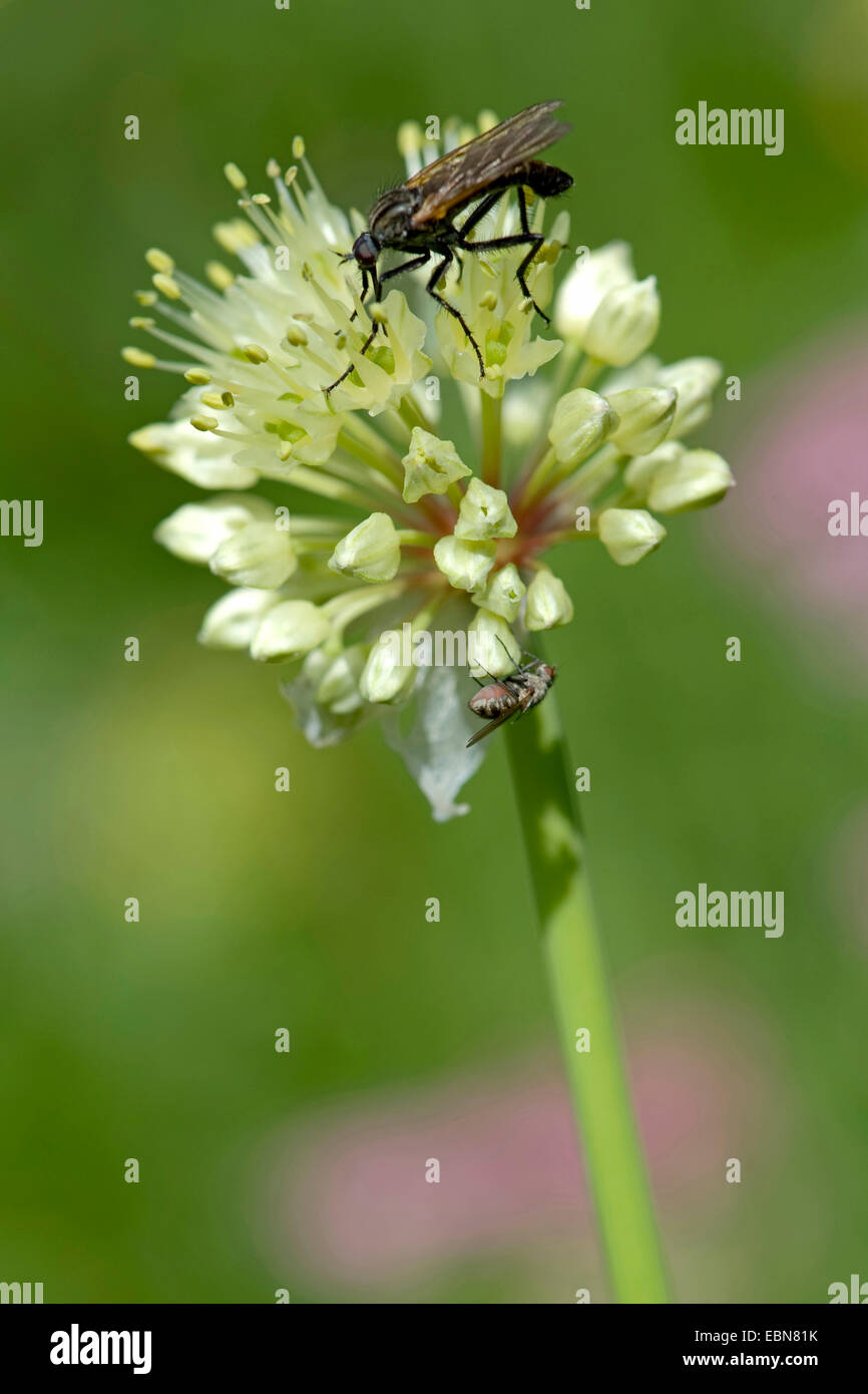 Lange verwurzelt Knoblauch Sieg Zwiebel (Allium Victorialis), Blütenstand mit Bestäuber, Deutschland Stockfoto