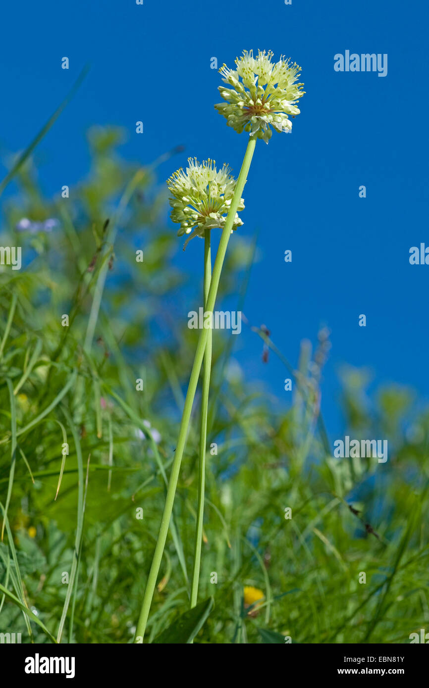 Lange verwurzelt Knoblauch, Sieg Zwiebel (Allium Victorialis), blühen in einer Wiese, Schweiz Stockfoto