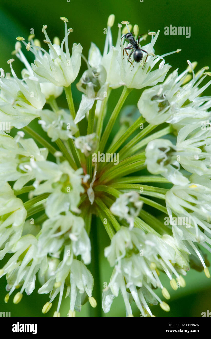 Lange verwurzelt Knoblauch Sieg Zwiebel (Allium Victorialis), Blütenstand mit Ameise, Schweiz, Schynige Platte Stockfoto