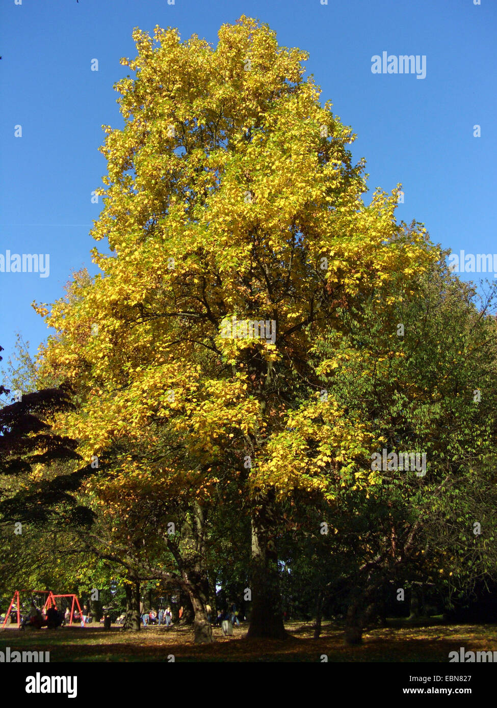 Tulpenbaum (Liriodendron Tulipifera), Baum im Herbst in einem park Stockfoto