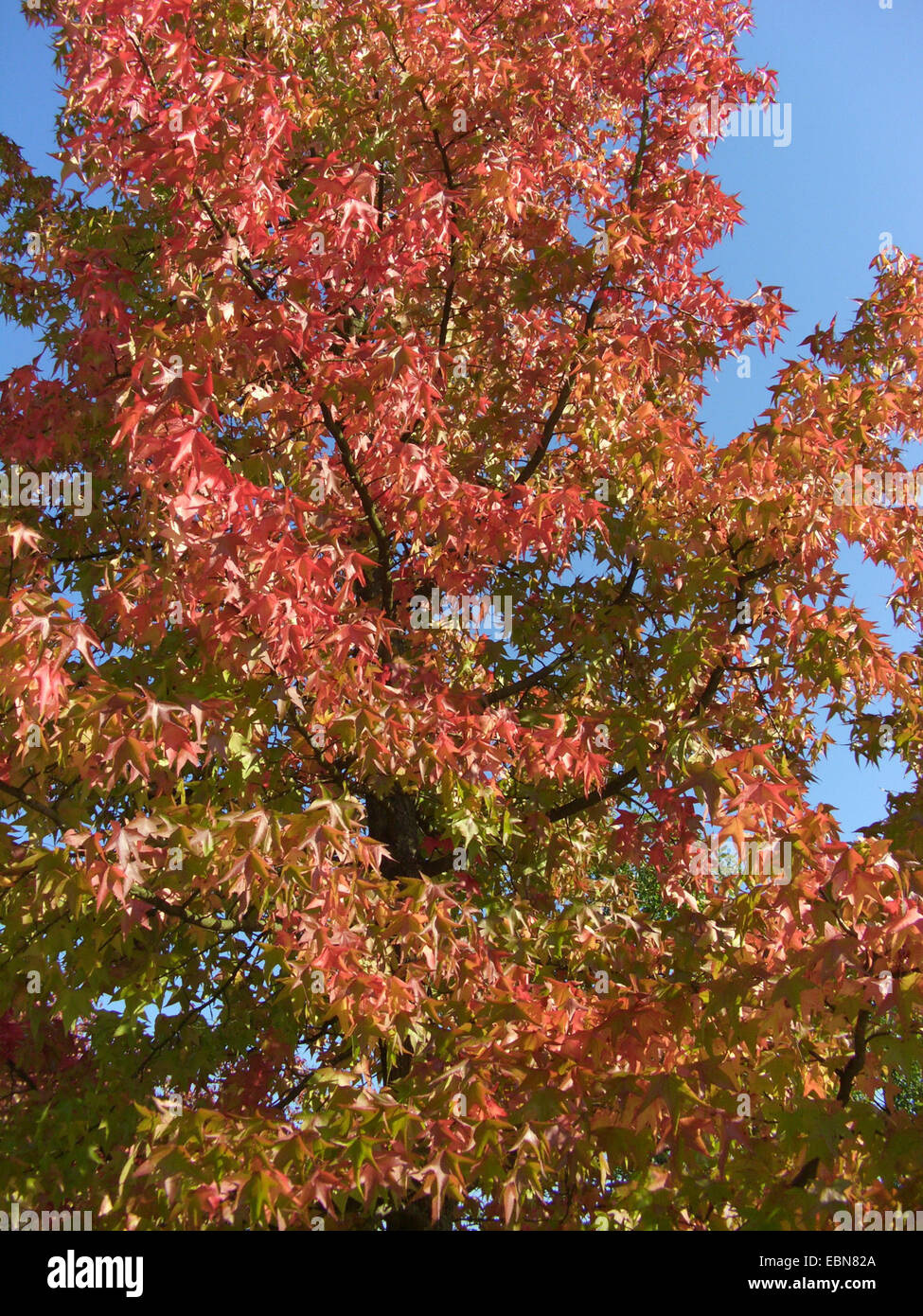 Satin Nussbaum, Amberbaum, Red Gum (Liquidambar Styraciflua), Baum im