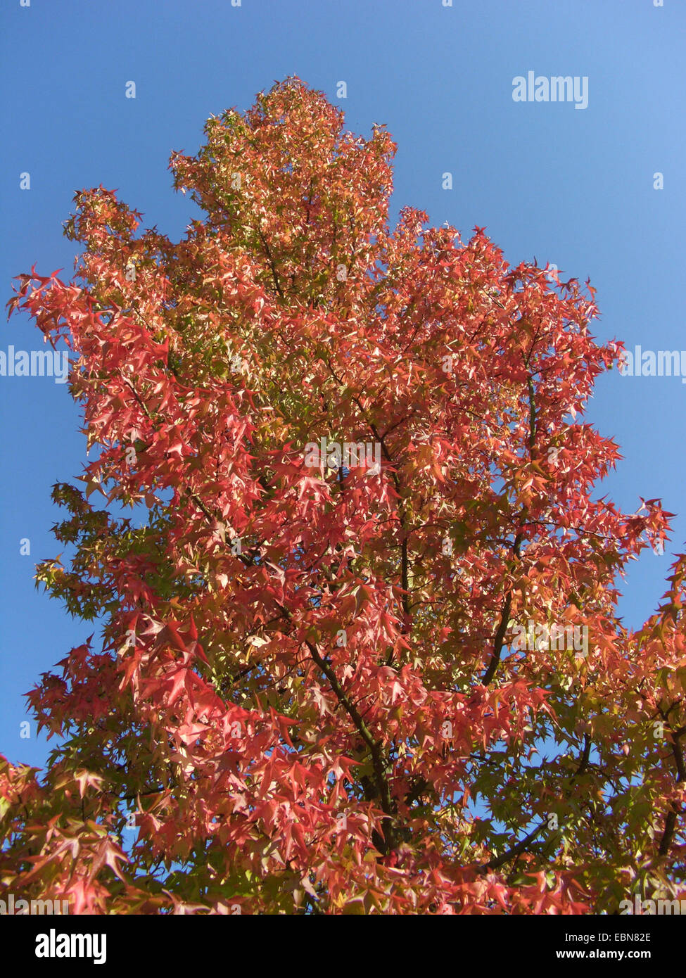 Satin Nussbaum, Amberbaum, Red Gum (Liquidambar Styraciflua), Baum im