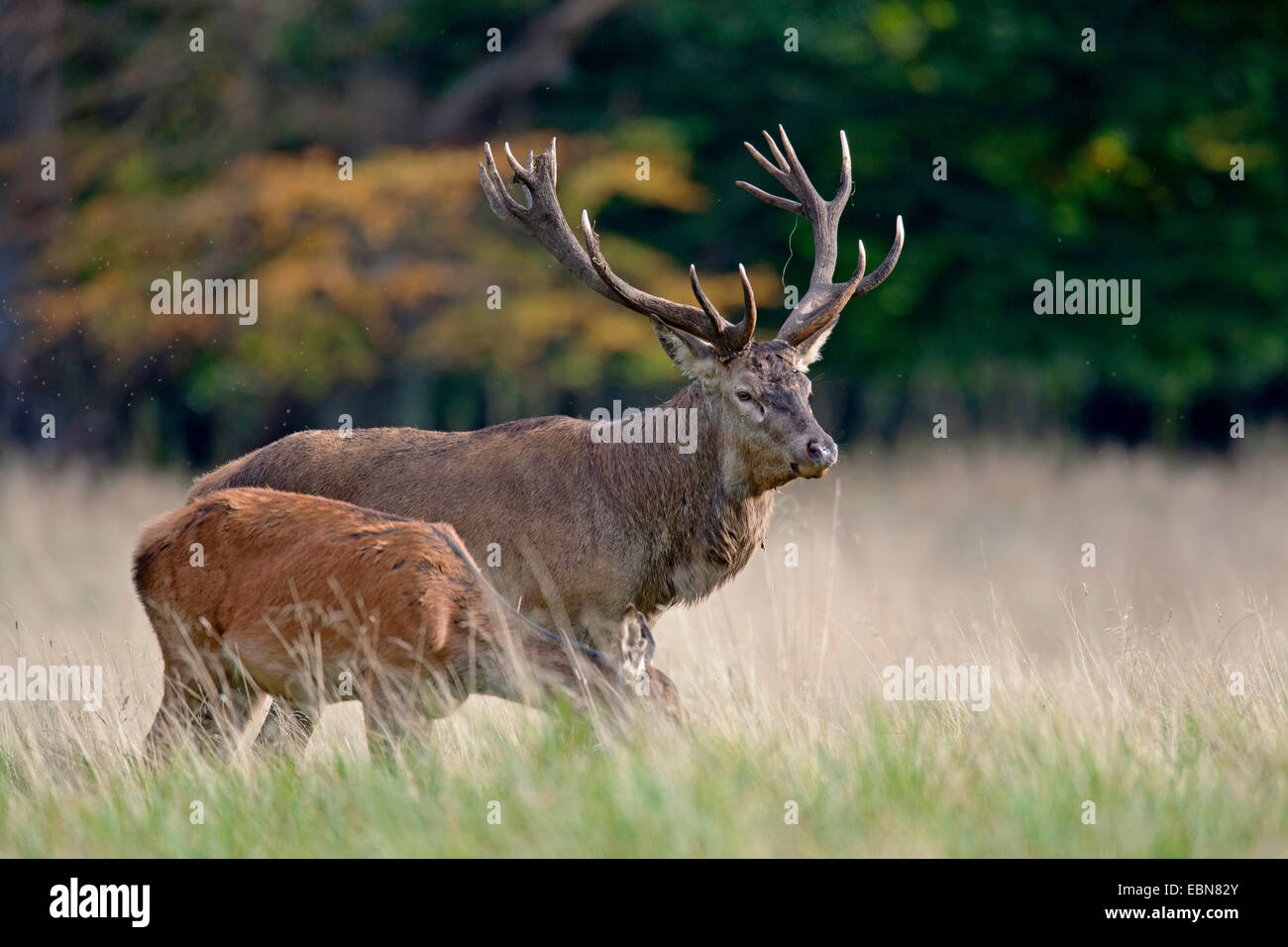 Rothirsch (Cervus Elaphus), Hart und Hind grasen auf der Wiese, Dänemark, Seeland Stockfoto