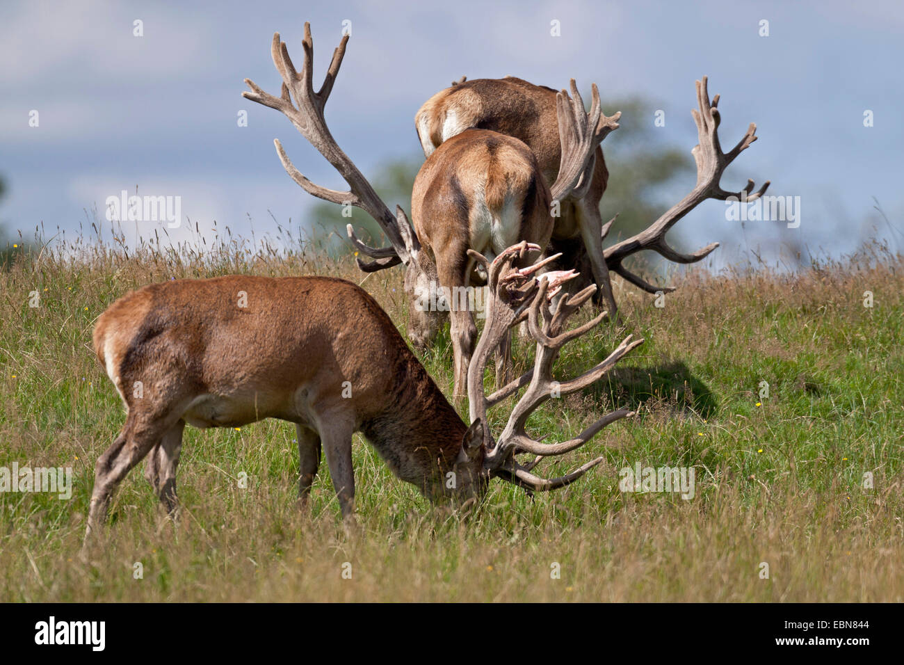 Rothirsch (Cervus Elaphus), drei Hirsche mit samt Geweih Aegaeischen auf einer Wiese, Dänemark, Jylland Stockfoto