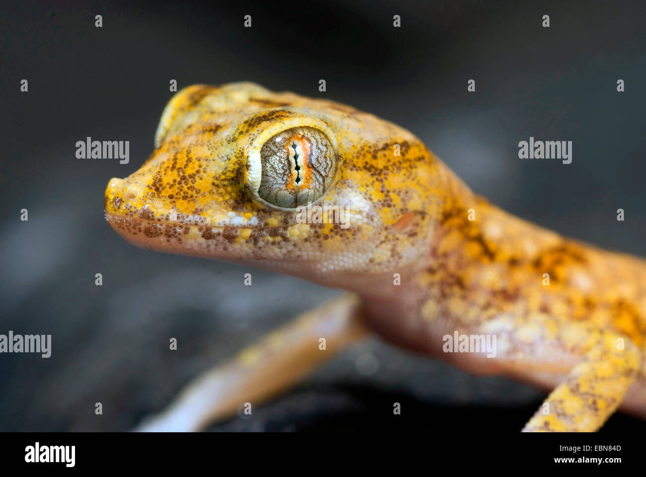 Lichtensteins kurz fingerte Gecko (Stenodactylus Stenodactylus), portrait Stockfoto