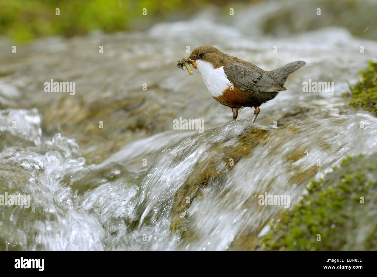 Wasseramseln (Cinclus Cinclus), sitzt in einem wilden Bach mit Futter im Schnabel, Deutschland, Baden-Württemberg Stockfoto