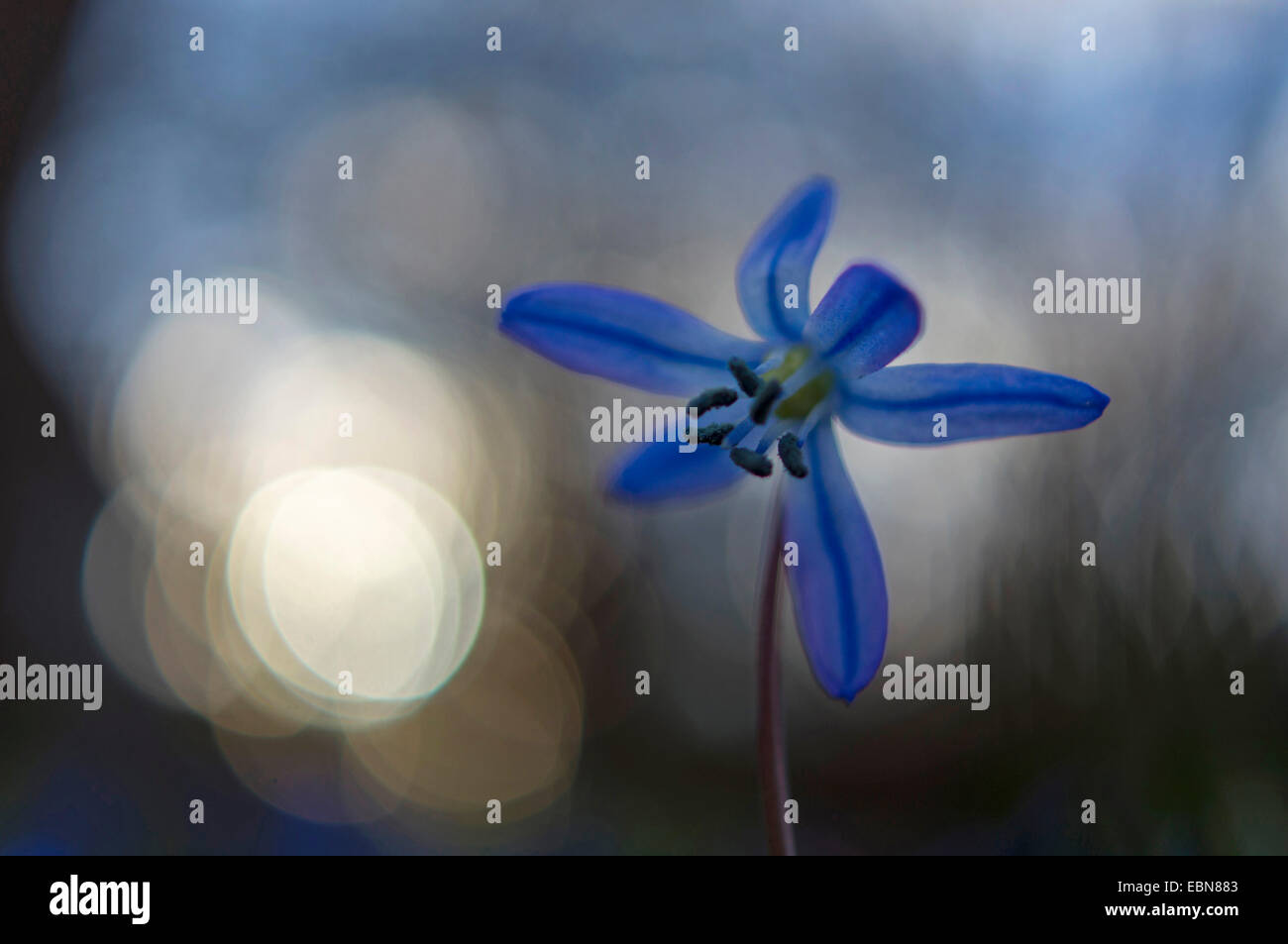 Sibirische Scilla, Sibirischer Blaustern (Scilla Siberica), Blume mit Lichtreflexen, Deutschland Stockfoto