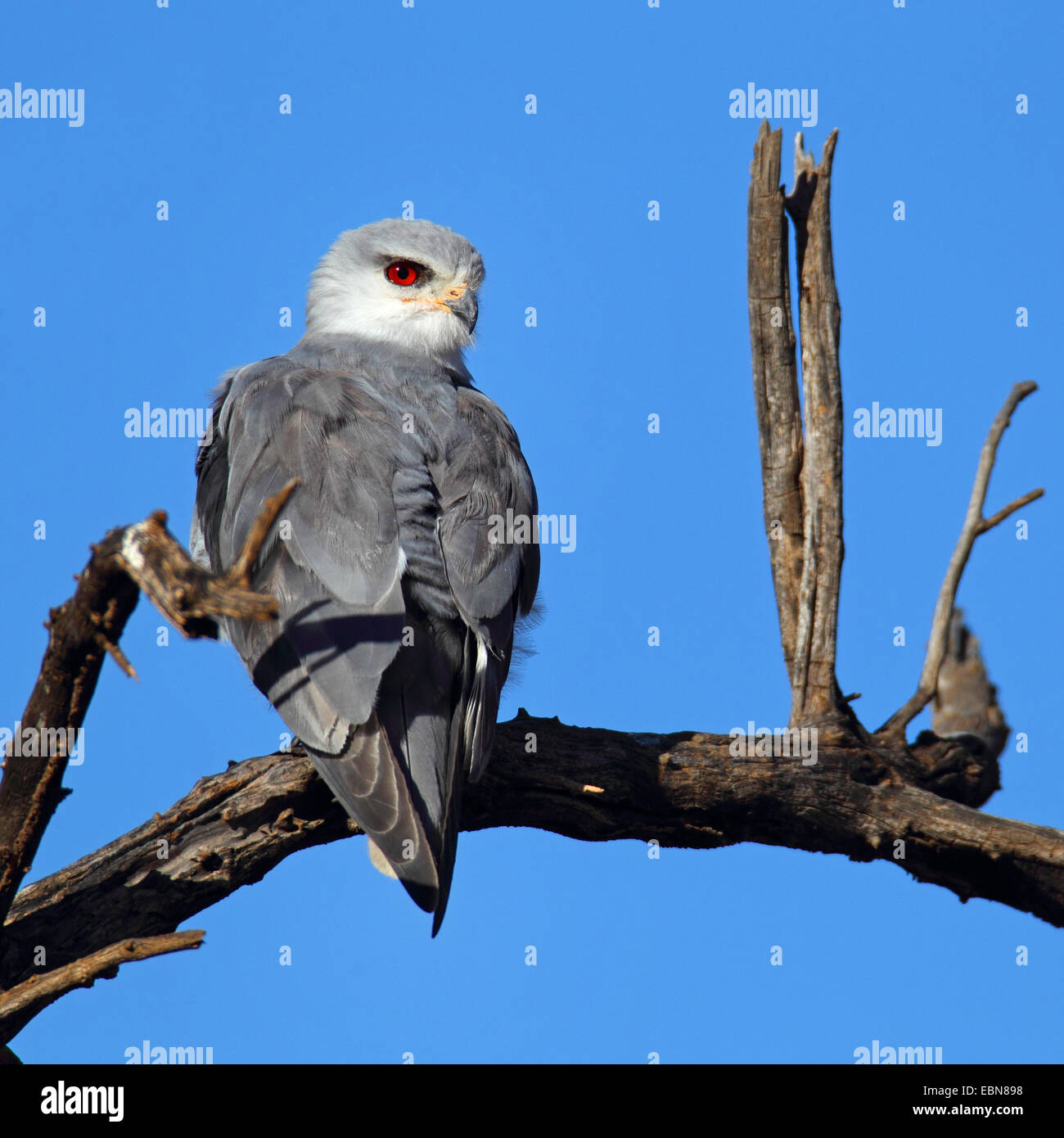 Gleitaar (Elanus Caeruleus), sitzt auf einem abgestorbenen Baum, Südafrika, Pilanesberg Nationalpark Stockfoto