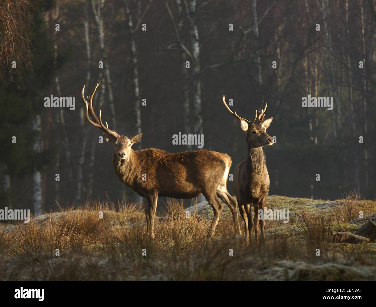 Rothirsch (Cervus Elaphus), zwei Bullen stehen an einem Waldrand eine verloren zu haben ein Fernlicht, Deutschland Stockfoto