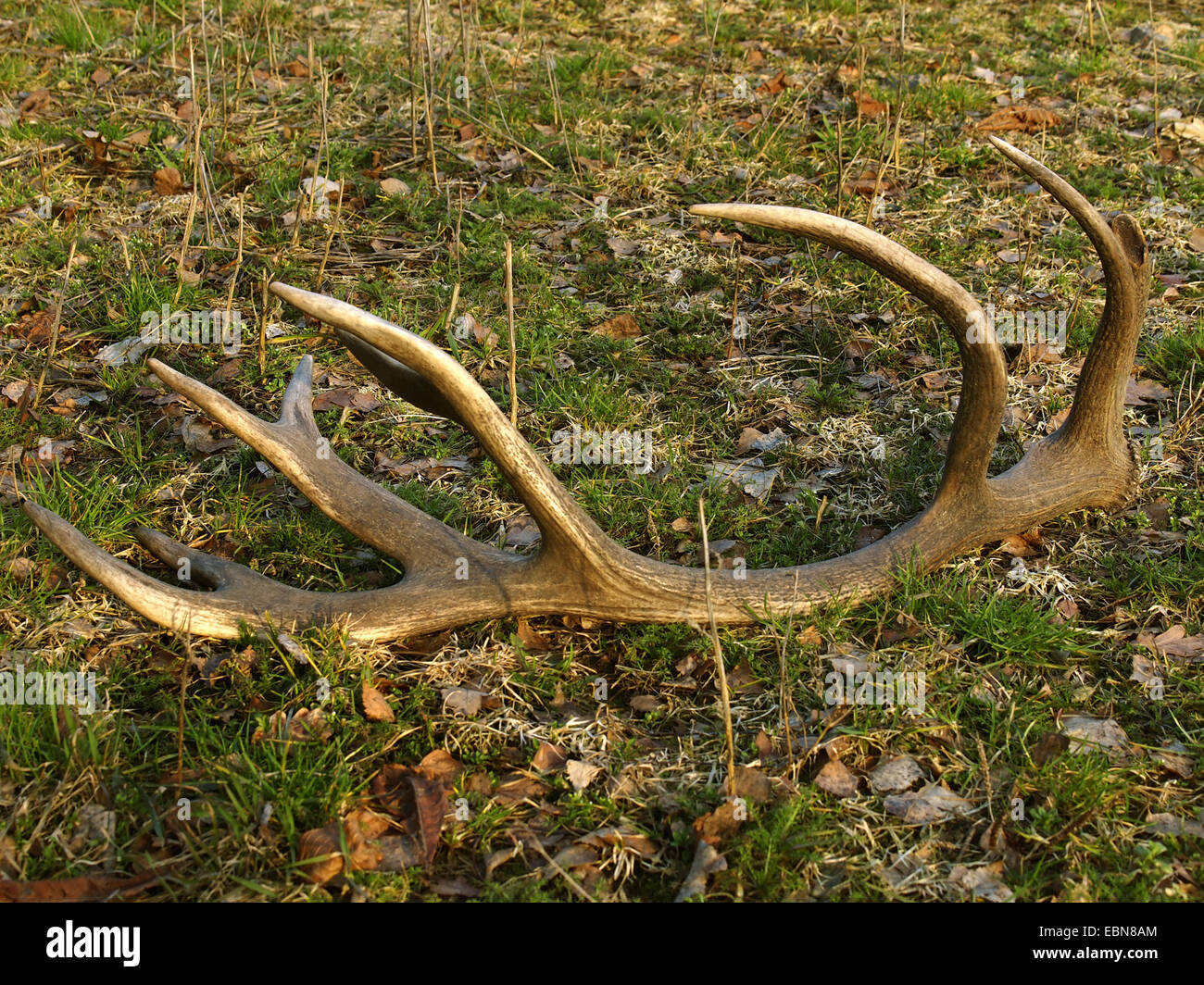 Rothirsch (Cervus Elaphus), verlor Hauptträger, Deutschland Stockfoto