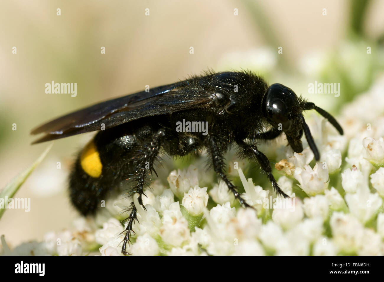 Digger Wasp (Scolia spec.), Seitenansicht, Frankreich, Corsica Stockfoto
