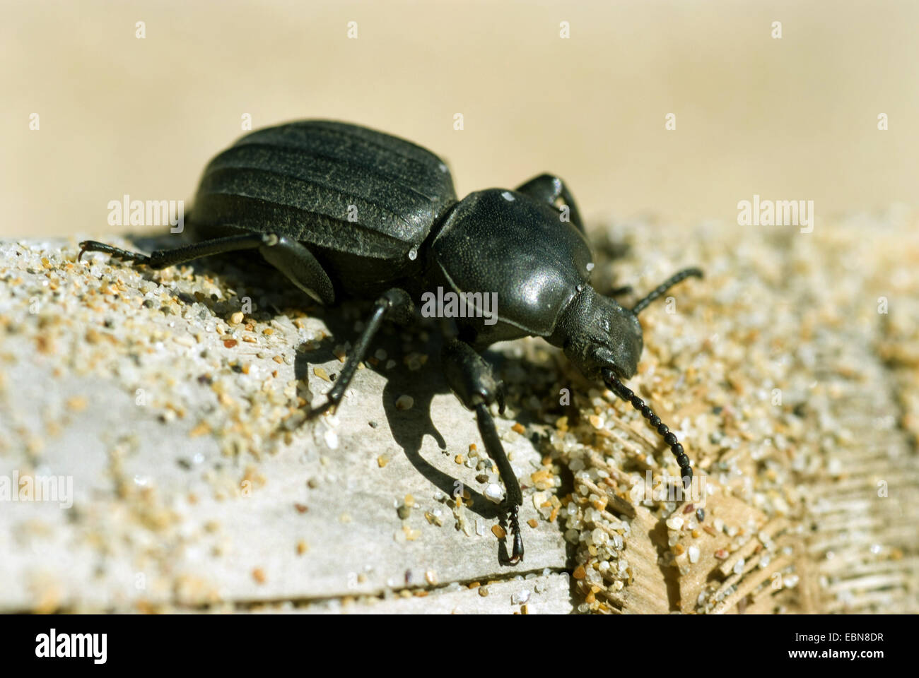 Schwarze Käfer (Scaurus Himmel), Seitenansicht Stockfoto