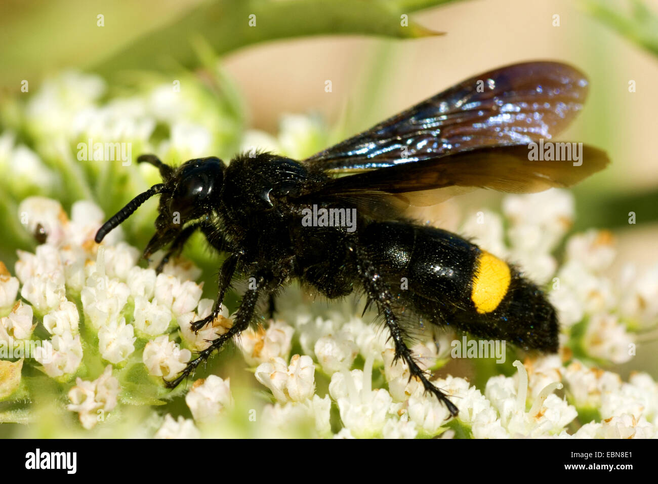 Digger Wasp (Scolia spec.), Seitenansicht, Frankreich, Corsica Stockfoto