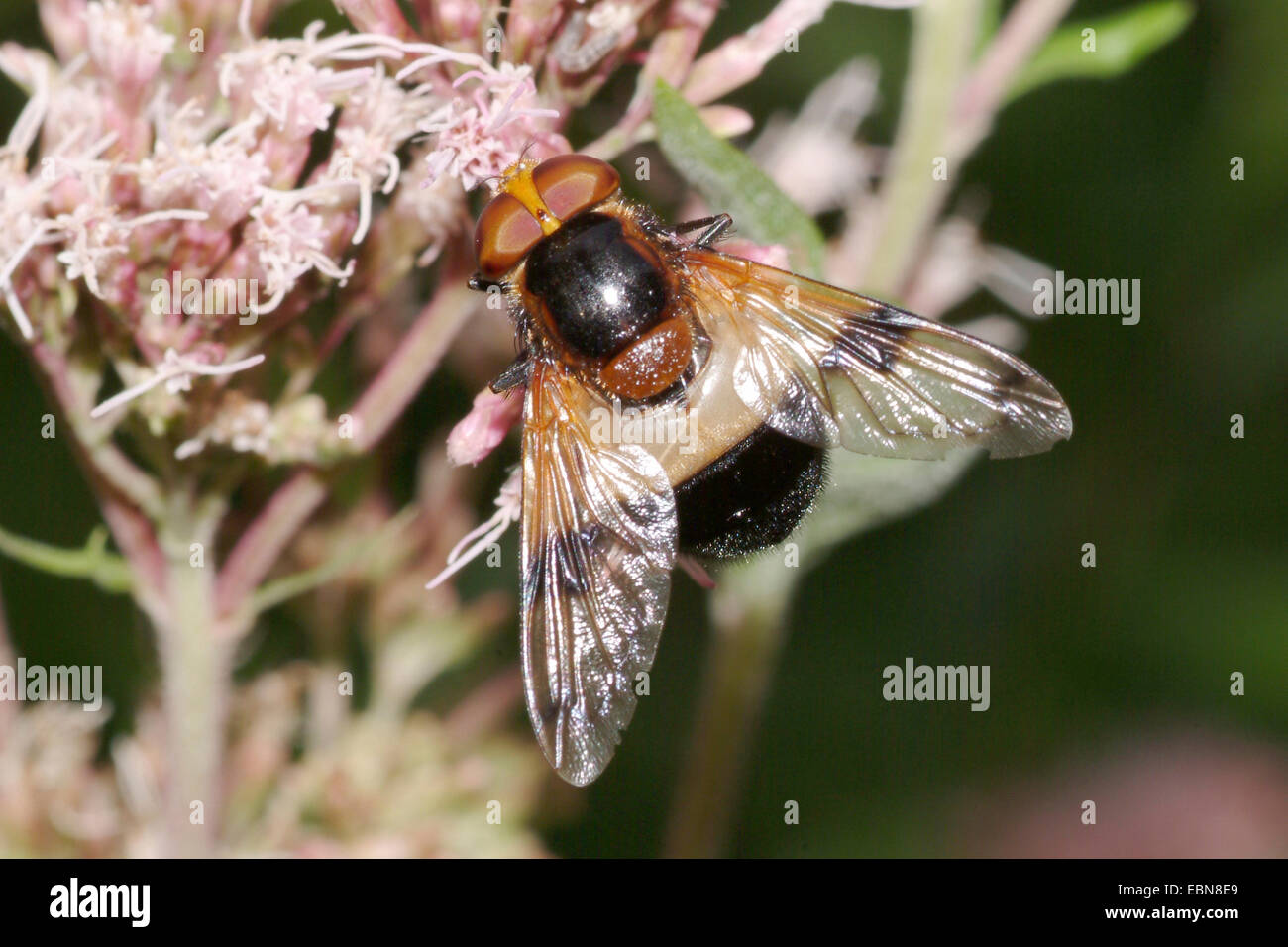 Pellucid Hoverfly Pellucid fliegen (Volucella Pellucens), sitzen auf einer Blüte, Deutschland Stockfoto