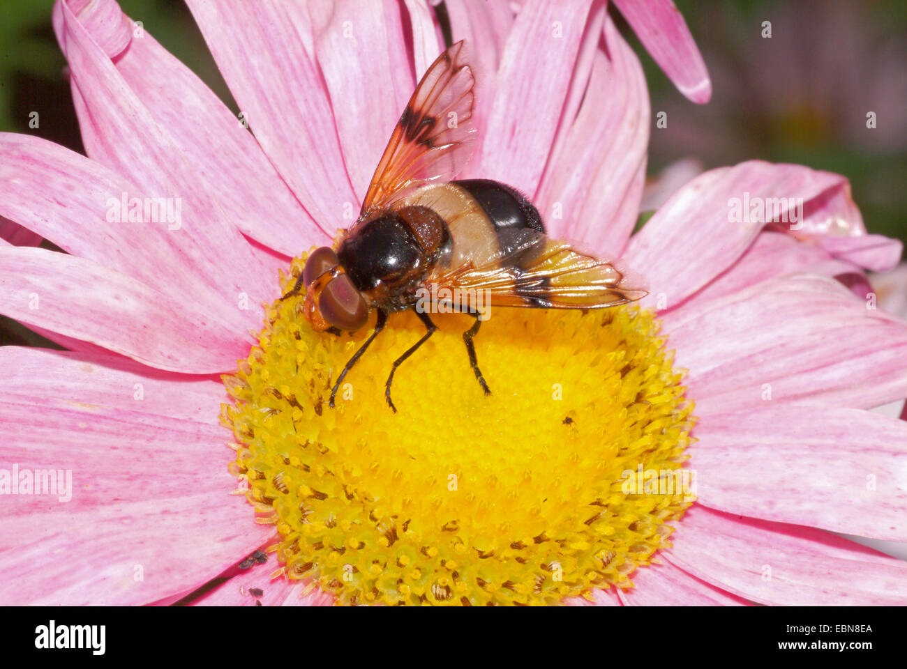 Pellucid Hoverfly Pellucid fliegen (Volucella Pellucens), sitzen auf einer Blüte, Deutschland Stockfoto