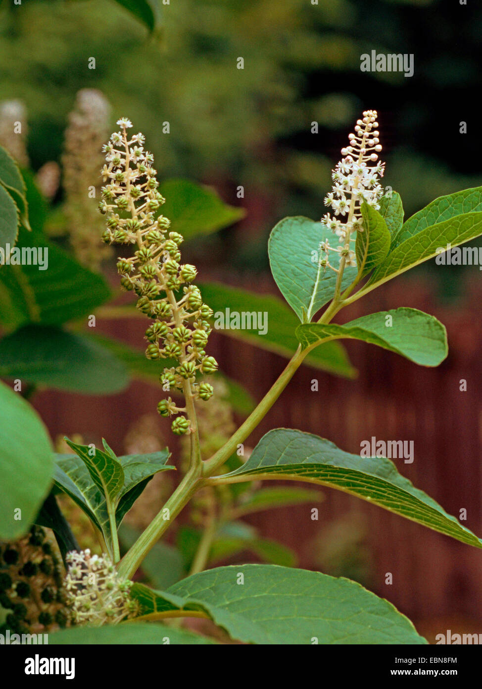 Frankreich, indische Poke, roter Tinte Pflanze, indischen Frankreich (Phytolacca Esculenta, Phytolacca Acinosa), blühender Zweig mit jungen Früchten Stockfoto