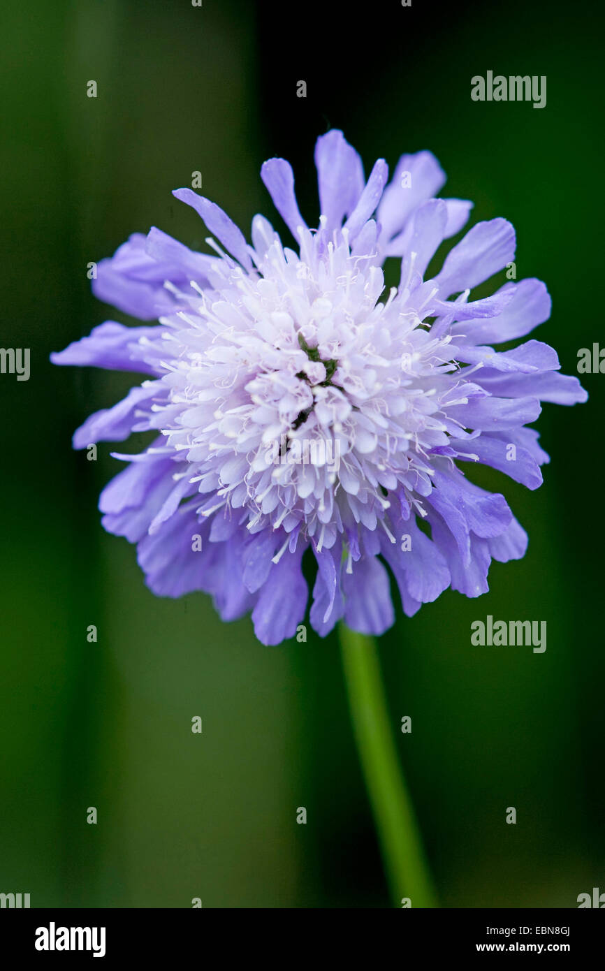 blaue Taste, Feld Witwenblume (Knautia Arvensis), Blütenstand, Deutschland Stockfoto