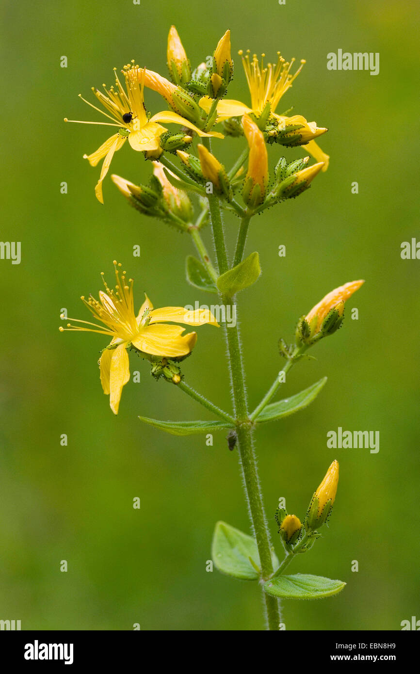 behaarte St-Johanniskraut (Hypericum Hirsutum), Blütenstand, Deutschland  Stockfotografie - Alamy