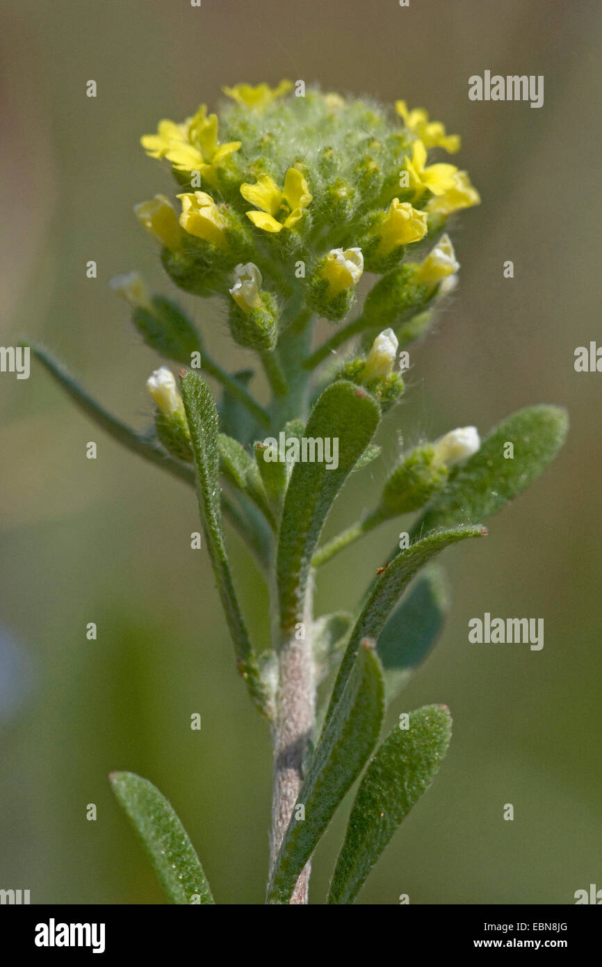 kleinen Alison gelb Alyssum, blasse Alyssum (Alyssum Alyssoides), blühen, Deutschland Stockfoto