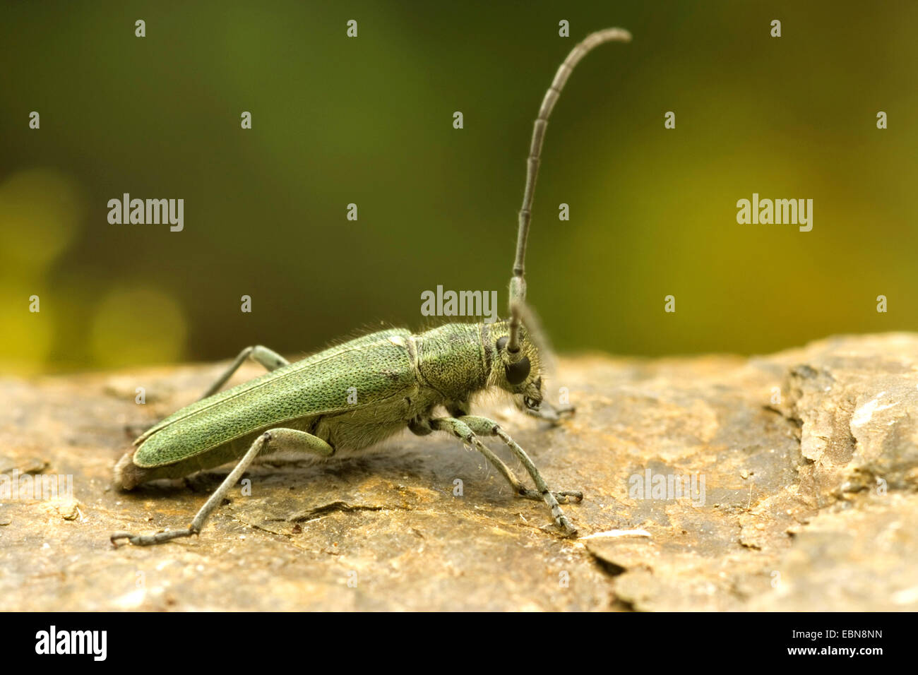 Patersons Fluch Stamm Käfer, Alpenbocks Käfer (Phytoecia Coerulescens), Seitenansicht, Deutschland, Hessen Stockfoto