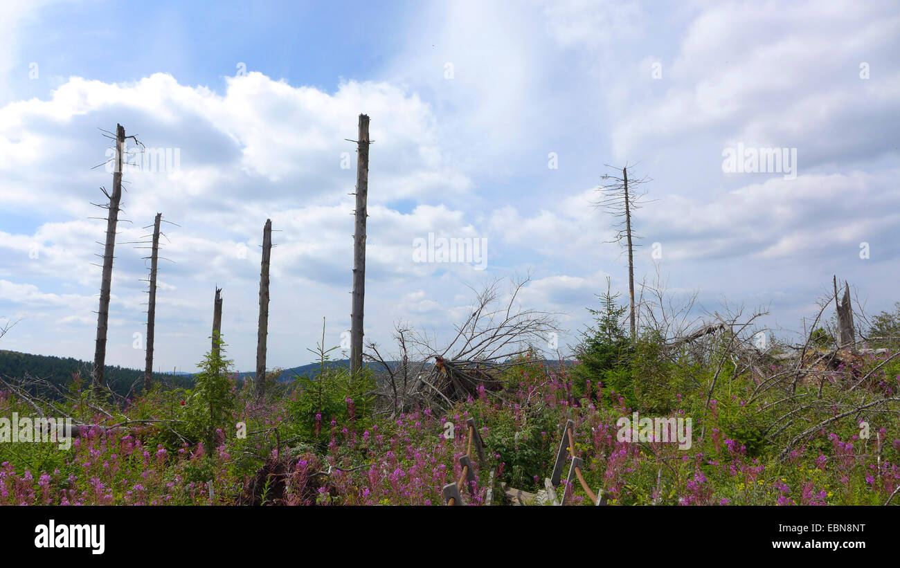 Sturm beschädigt Waldfläche durch Orkan Kyrill, Deutschland, Nordrhein-Westfalen, Sauerland Stockfoto