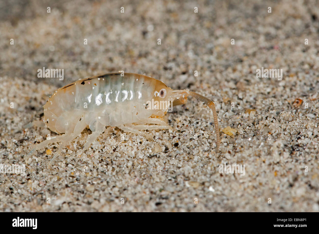 Sand-Hopper, Sand-Hopper, Sandhopper, größeren Sandhopper (Talitrus Saltator, Talitrus Locusta, Talitrus Littoralis) angespült Sandküste, Leben zwischen und unter Algen, Deutschland Stockfoto