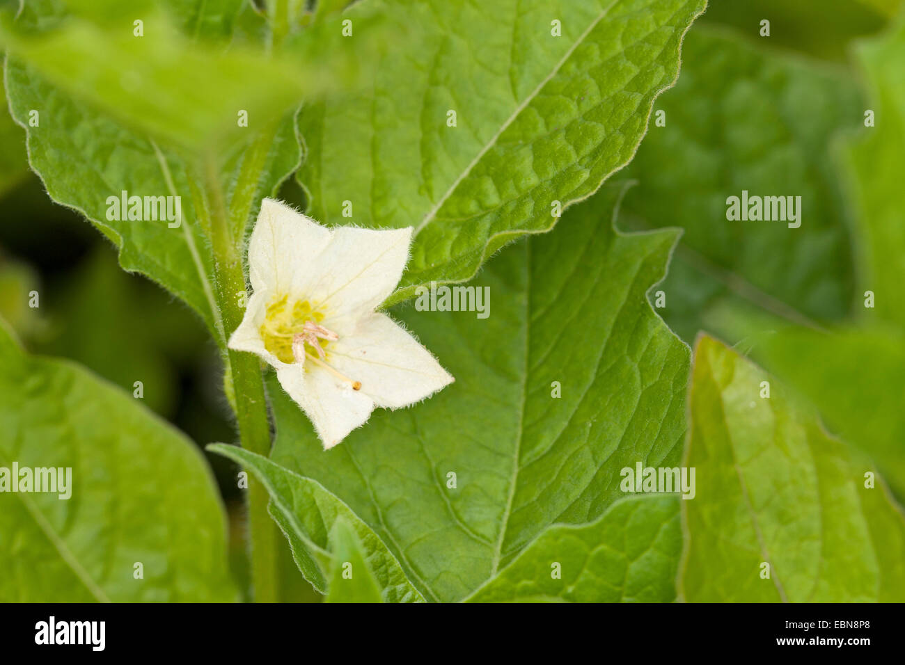 Chinesische Laterne, japanische Laterne, Winterkirsche, Strawberry Tomate (Physalis Alkekengi), Blume Stockfoto
