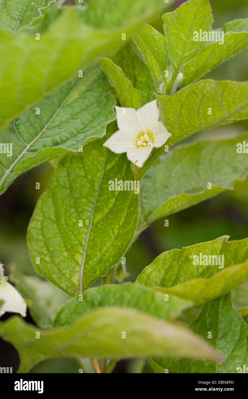 Chinesische Laterne, japanische Laterne, Winterkirsche, Strawberry Tomate (Physalis Alkekengi), Blume Stockfoto