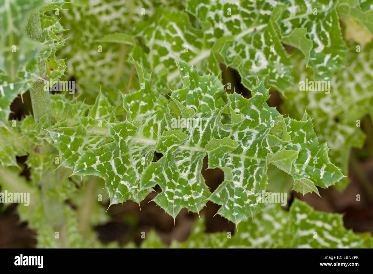 Selige Milkthistle, Lady es Distel, Mariendistel (Silybum Marianum), Blätter Stockfoto