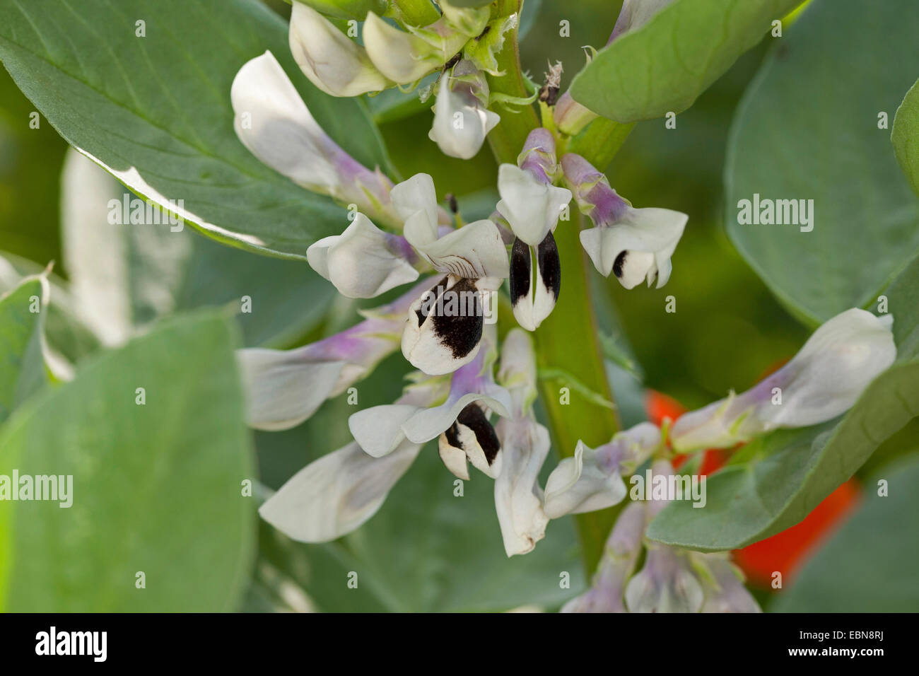 Faba Bohne (Vicia Faba), Blume Stockfoto