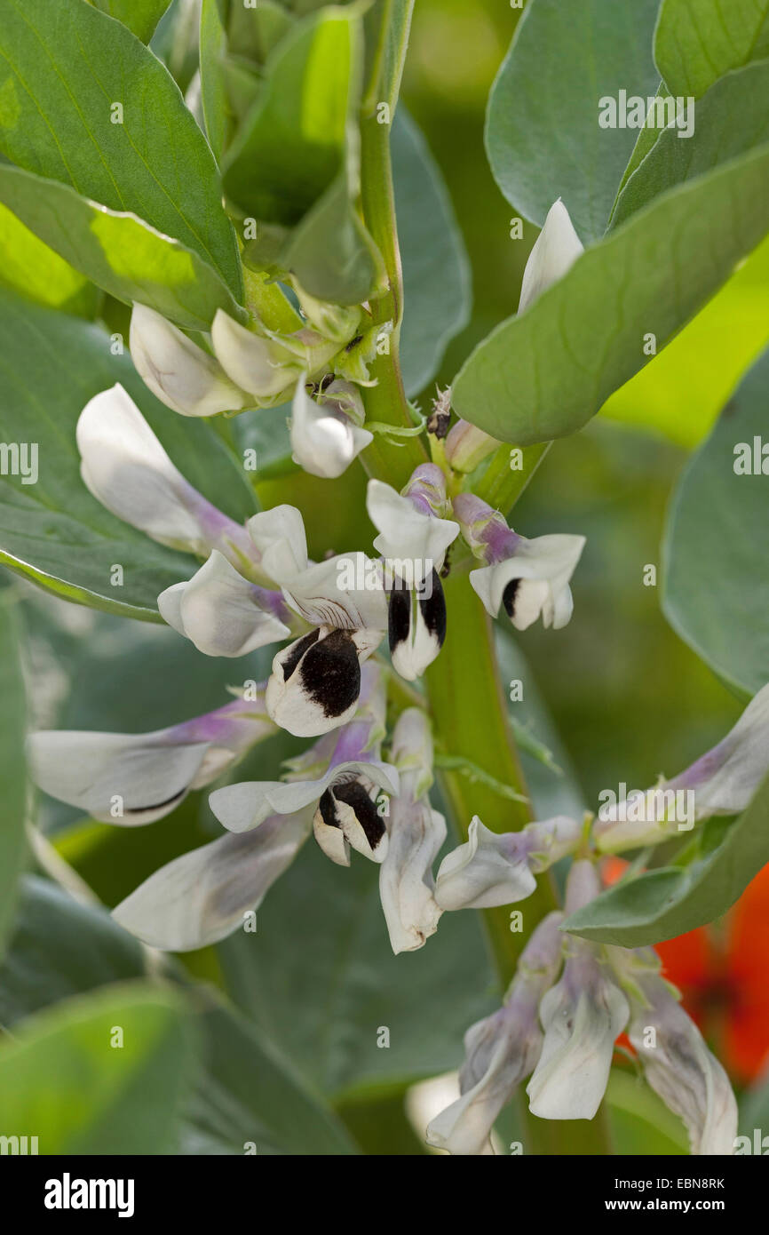 Faba Bohne (Vicia Faba), Blume Stockfoto