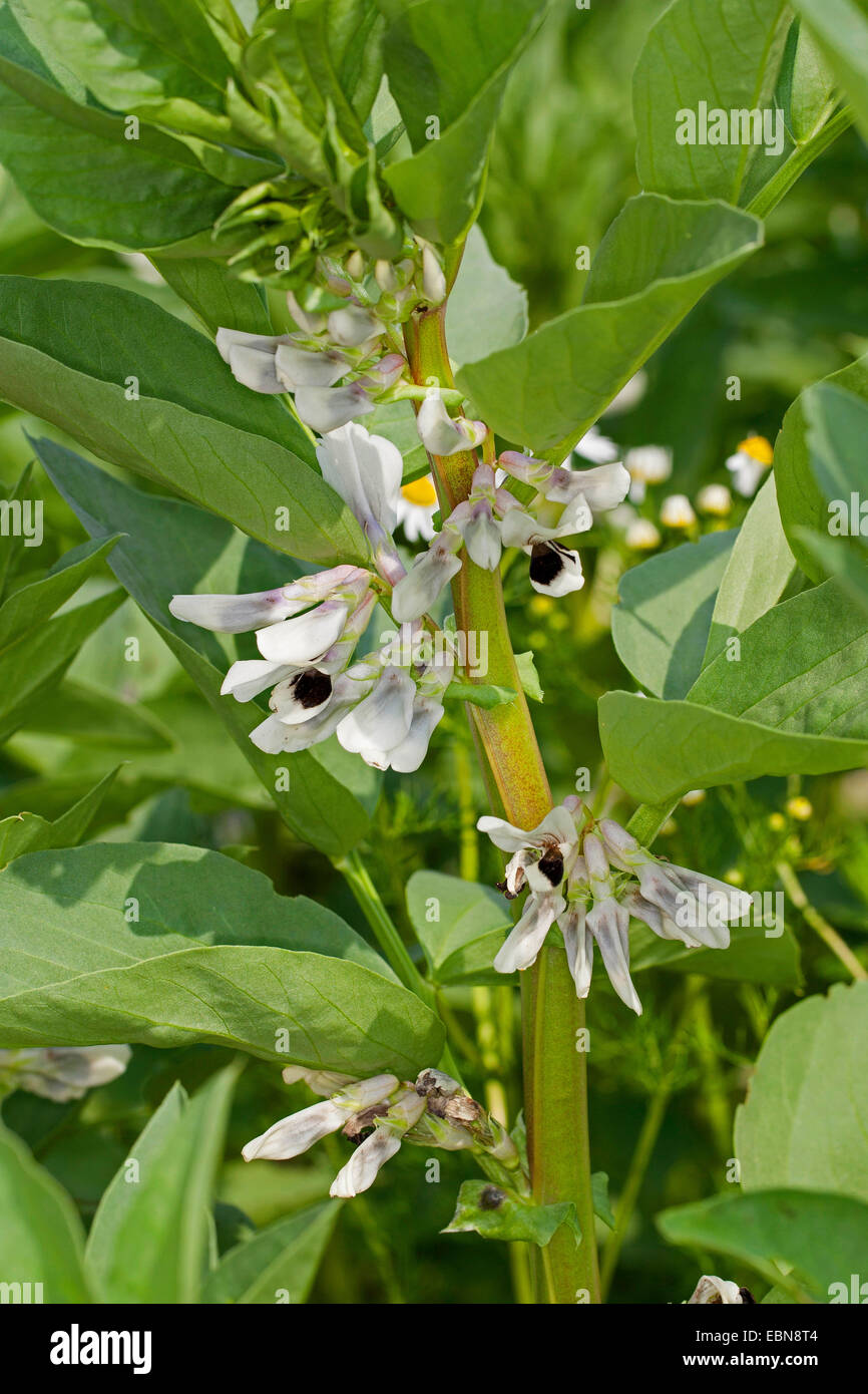 Faba Bohne (Vicia Faba), Blume Stockfoto