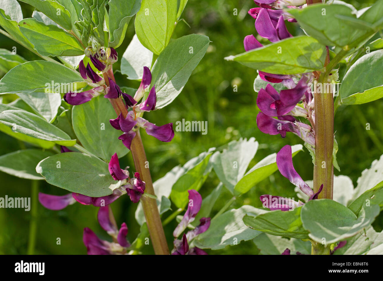 Faba Bohne (Vicia Faba Karmesin, Vicia Faba "Karmesin"), Blüten der Sorte Karmesin Stockfoto