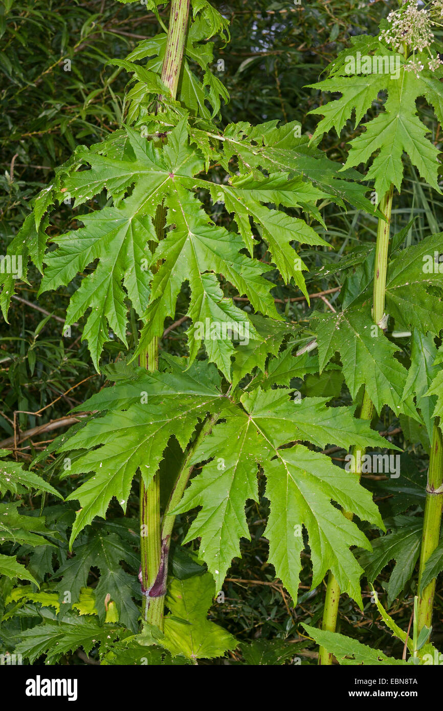 Riesenbärenklau (Heracleum Mantegazzianum), Blätter, Deutschland Stockfoto