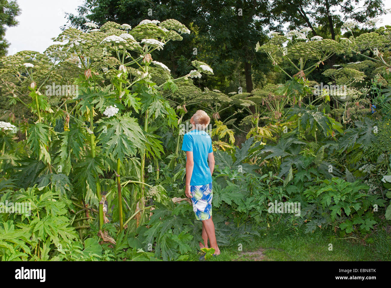 Riesenbärenklau (Heracleum Mantegazzianum), blühende Pflanzen mit jungen als Größe Vergleich, Deutschland Stockfoto
