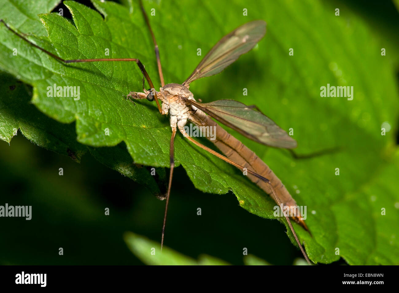 Crane Fly (Tipula spec.), sitzt auf einem Blatt, Deutschland Stockfoto