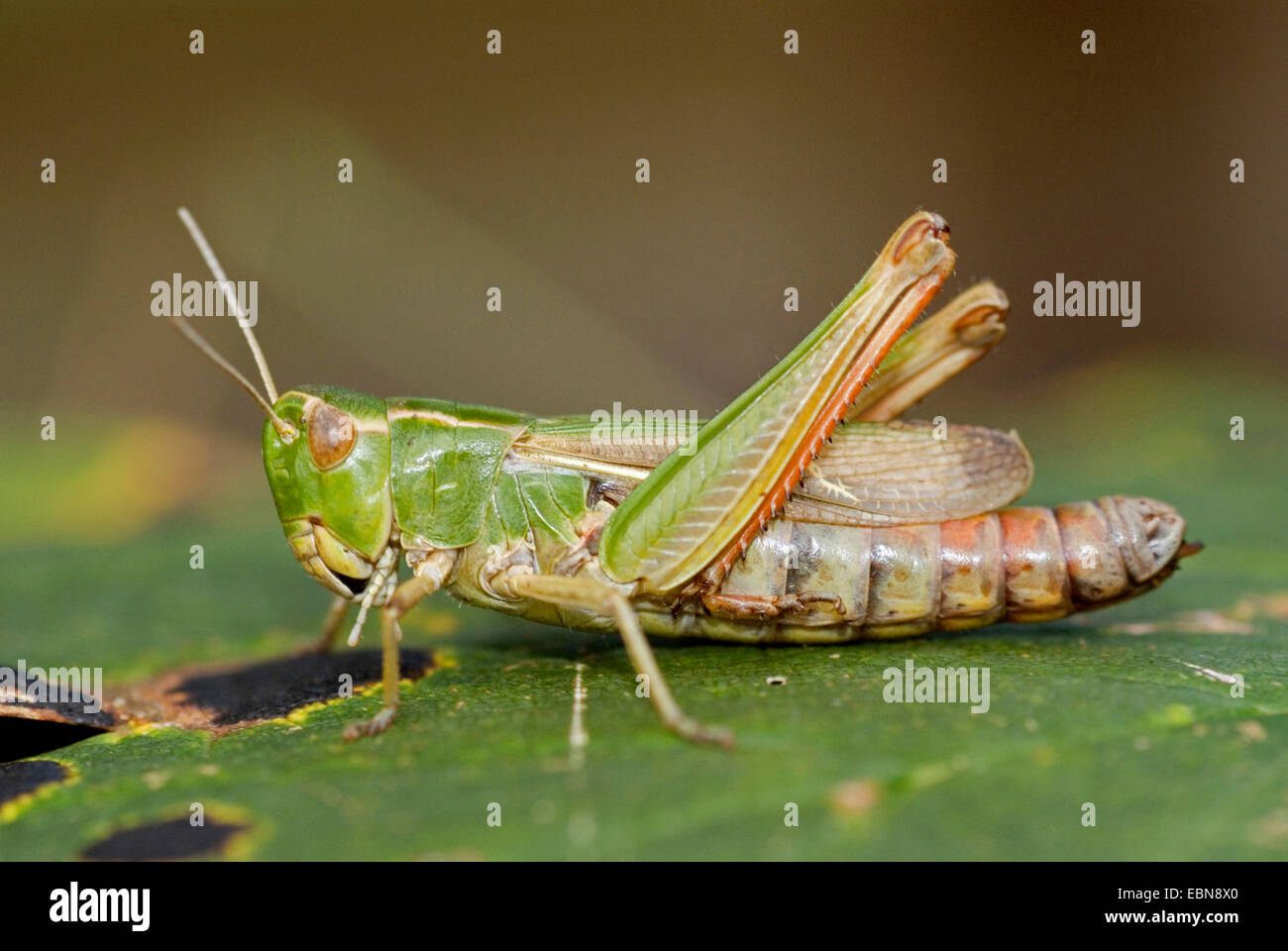 Streifen-geflügelte Heuschrecke gefüttert Grashüpfer (Stenobothrus Lineatus), sitzen auf Blatt, Deutschland Stockfoto