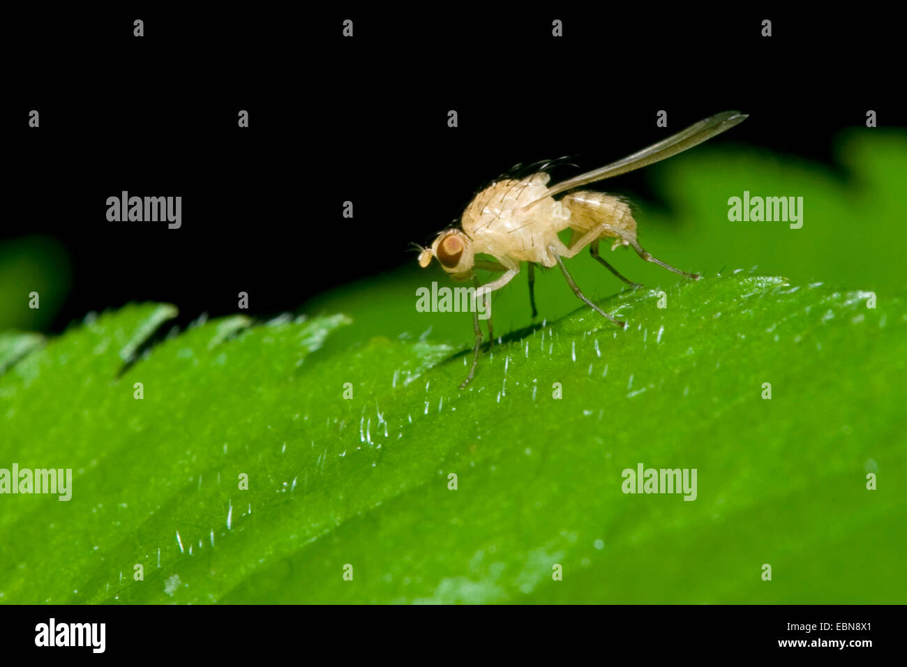 Lauxaniid (Sapromyza Spec), sitzt auf einem grünen Blatt, Deutschland Stockfoto