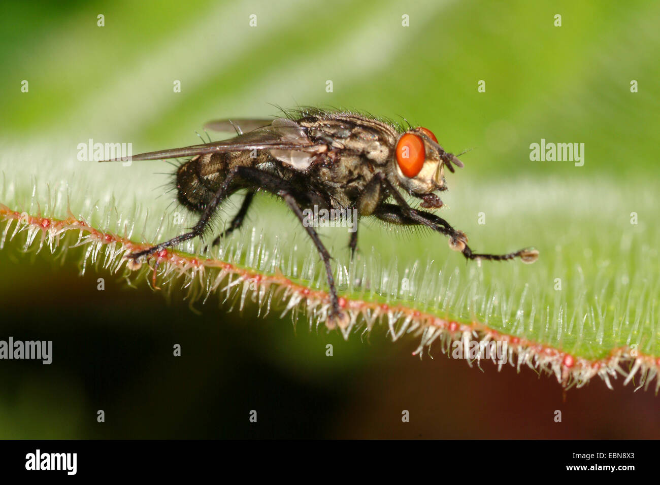 Fleisch-Fly (Sarcophaga spec.), sitzt auf einem Blatt Stockfoto