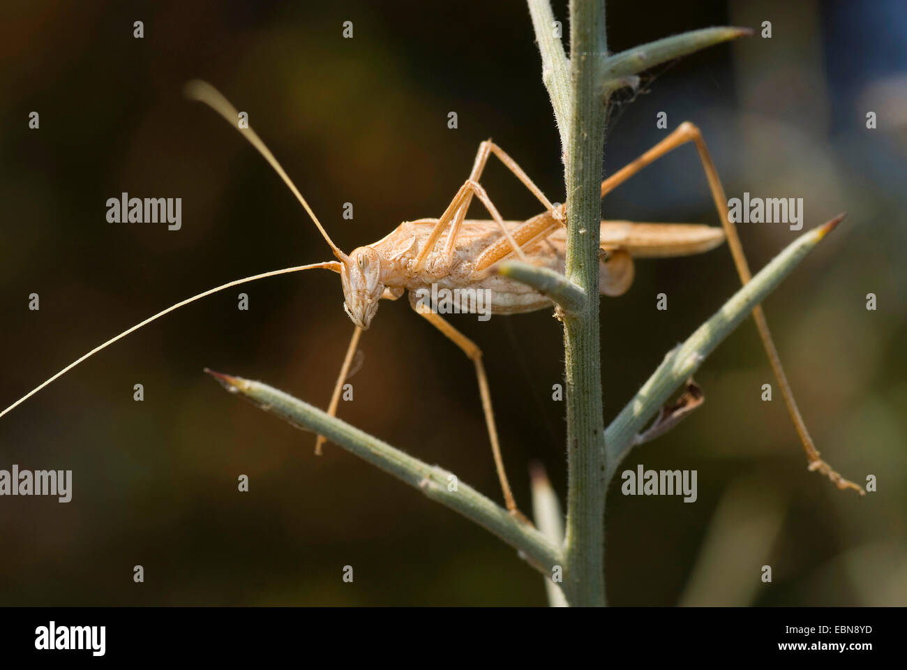 Lily Bush-Cricket (Tylopsis Lilifolia), an einem Stiel, Frankreich, Corsica Stockfoto