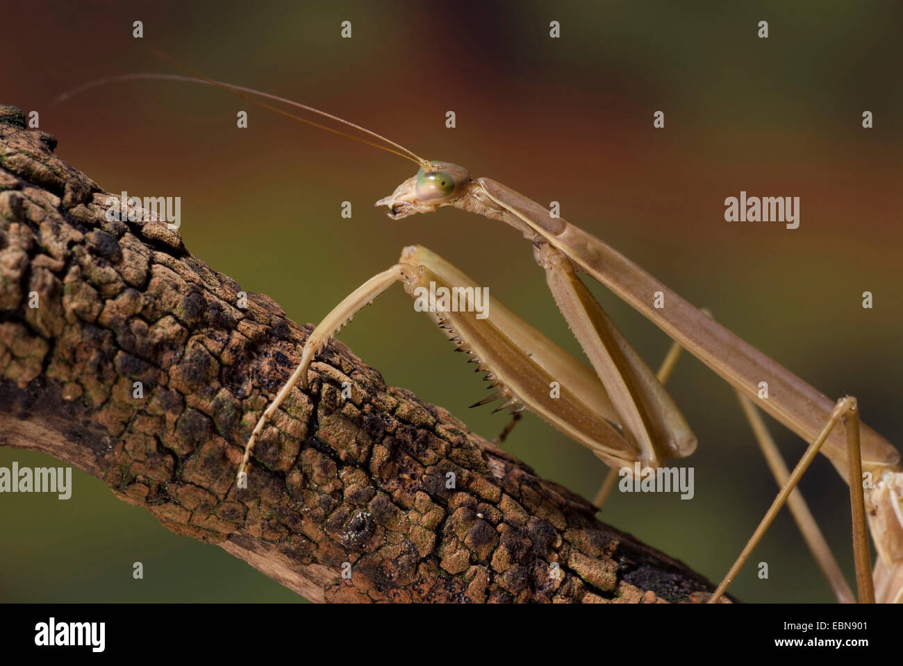 betender Mantis (Tenodera Superstitiosa), portrait Stockfoto