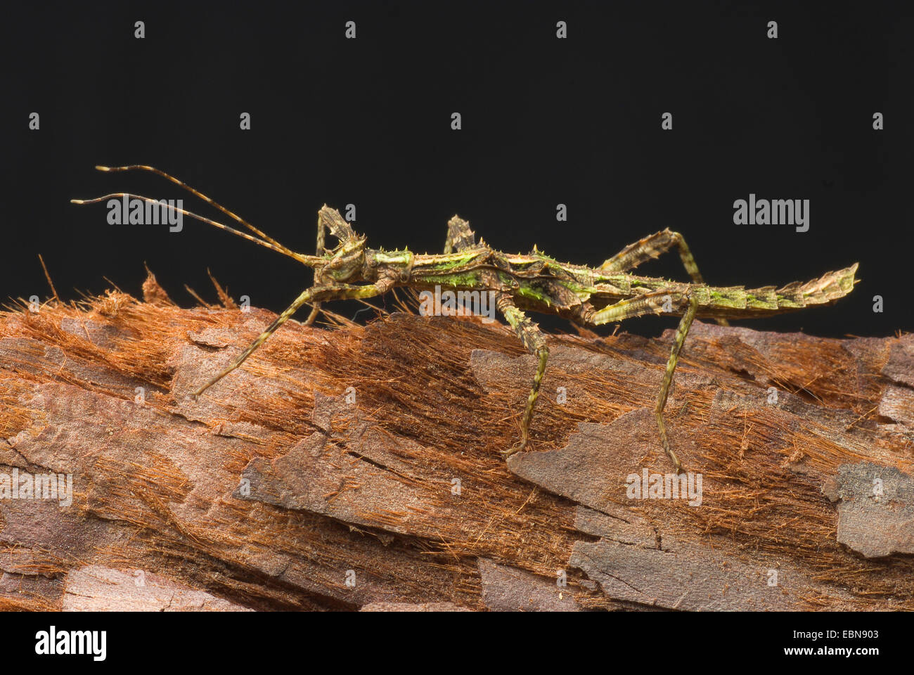 Riesen dornige Stabheuschrecke (Trachyaretaon Brueckneri, Trachyaretaon Carmelae), auf Rinde Stockfoto
