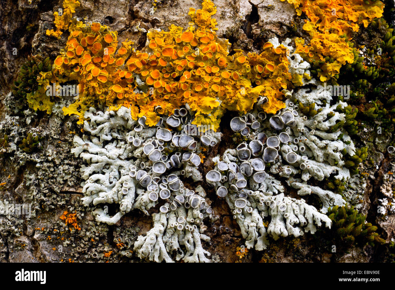 Verschiedene Flechten An Einem Baumstamm Stockfotos und -bilder Kaufen -  Alamy